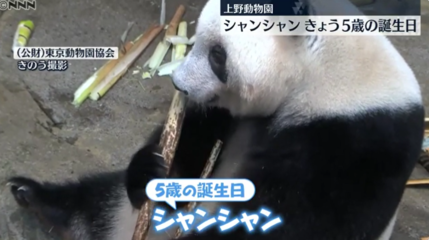 日本大熊猫游戏攻略(在日本的大熊猫好干净)