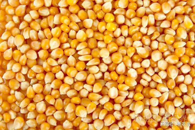 东单1331玉米种(东单1331玉米种子价格)